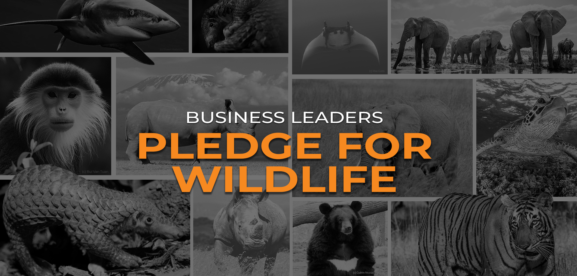 Pledge for wildlife | Pledge for wild life