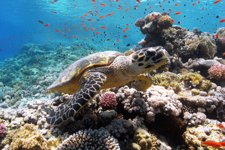 Turtle DNA database traces illegal shell trade to poaching hotspots ...